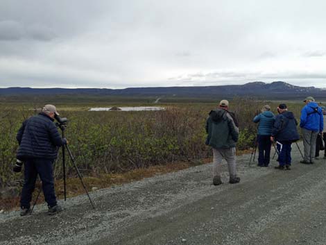 Denali birding