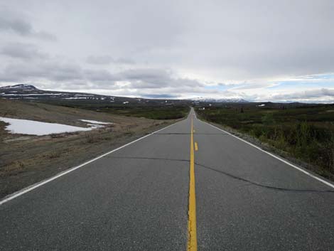 Denali birding