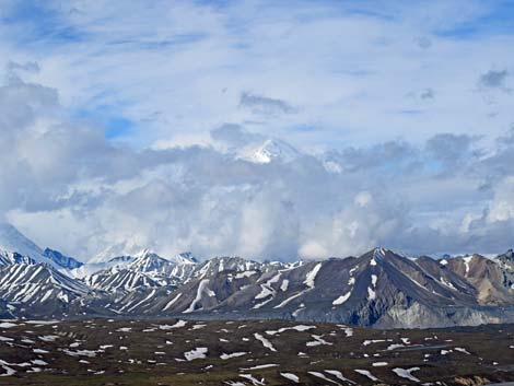 Denali birding