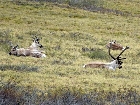 Denali birding