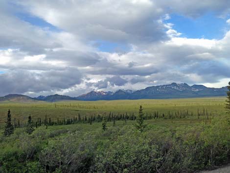 Denali birding