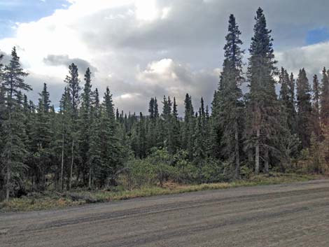 Denali birding