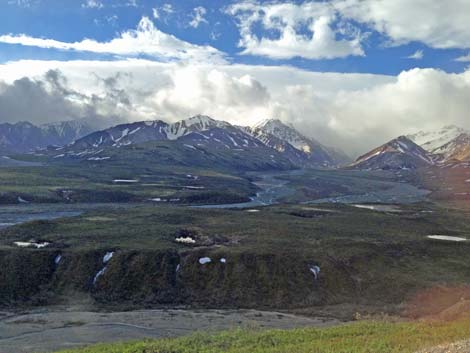 Denali birding