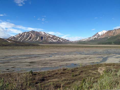 Denali birding