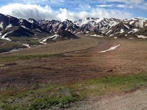 Denali birding