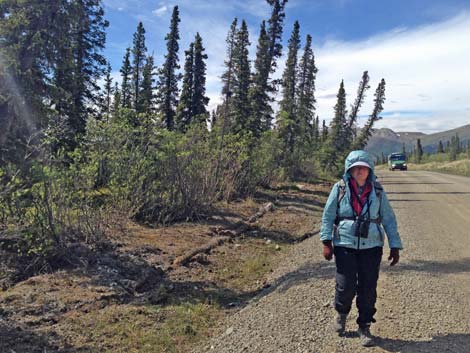 Denali birding