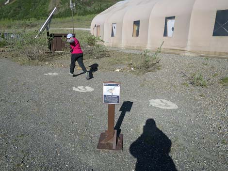 Denali birding