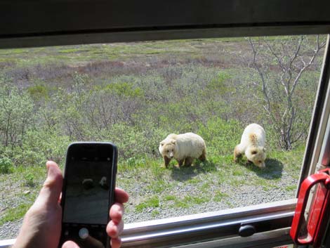 Denali birding