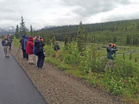 Denali birding