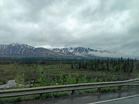 Denali birding