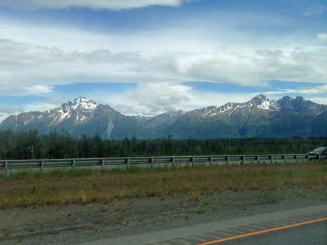 Denali birding