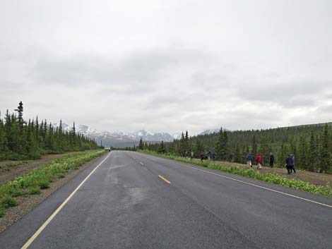 Denali birding