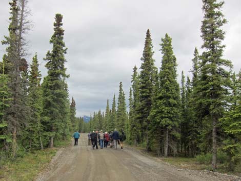 Alaska Birding