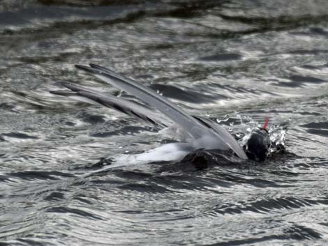 Seward birding