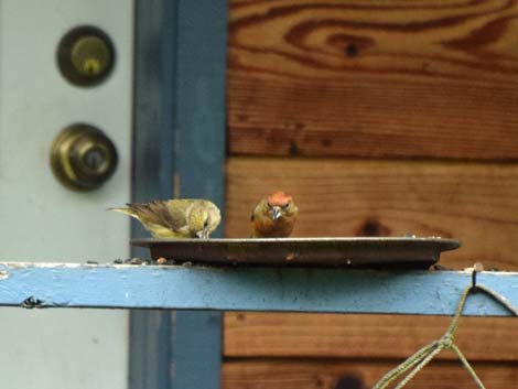 Seward birding