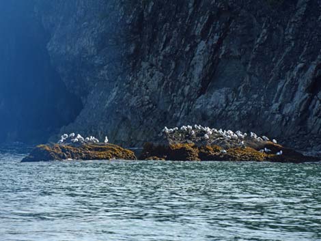 Seward birding