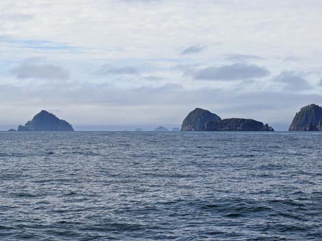 Seward birding