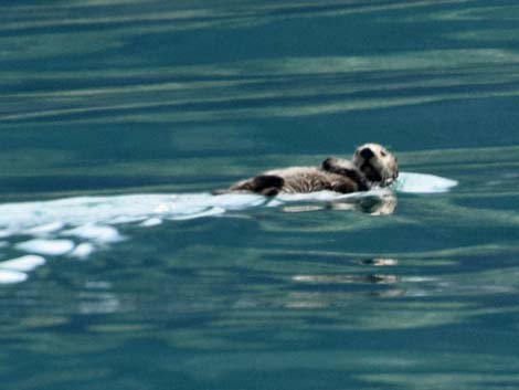 Seward birding