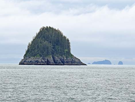 Seward birding