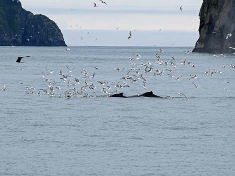 Seward birding