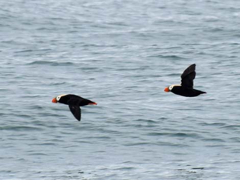 Seward birding