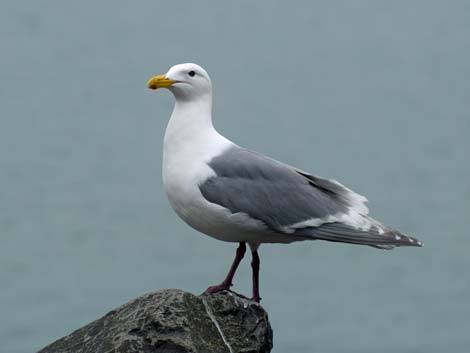 Seward Birding