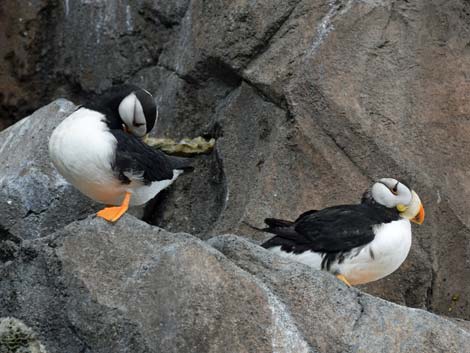 Seward Birding