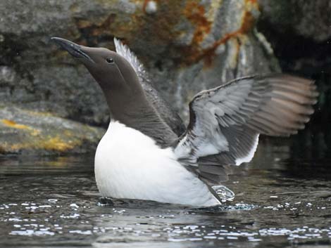 Seward Birding