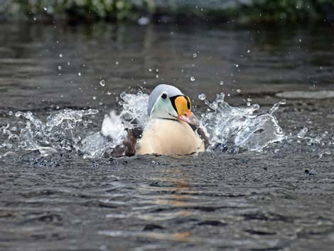 Seward Birding