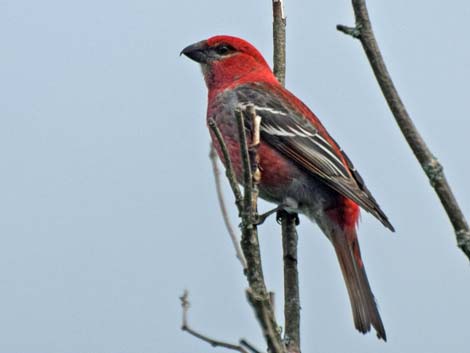 Seward Birding