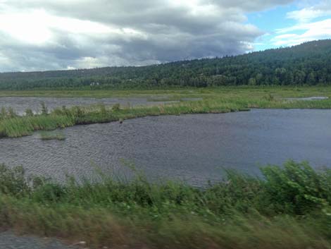 Seward Birding