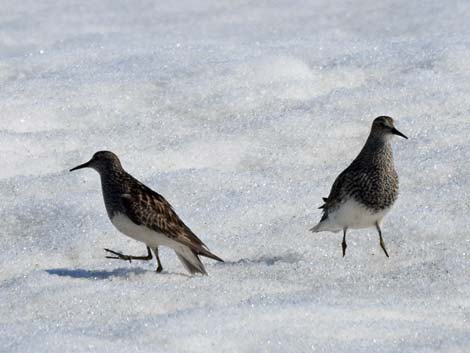 Barrow Birding