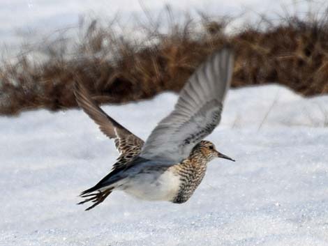 Barrow Birding