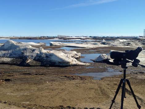 Barrow Birding