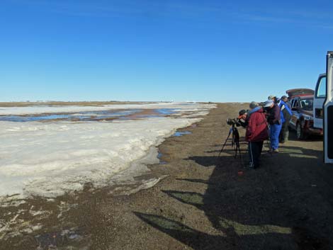 Barrow Birding