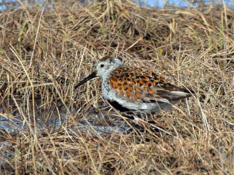 Barrow birding