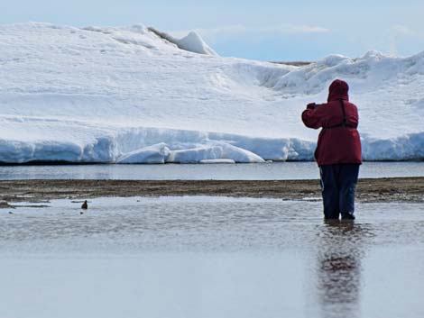 Barrow birding