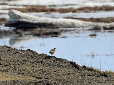 Barrow birding