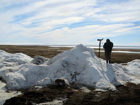 Barrow birding