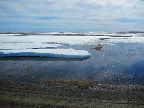 Barrow birding