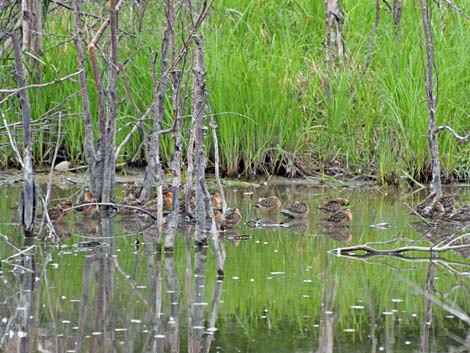 Anchorage birding