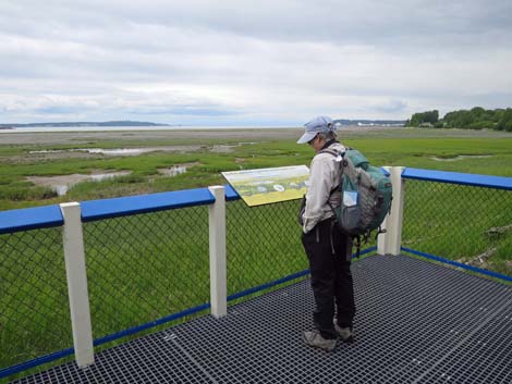 Anchorage birding