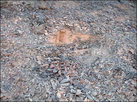 Chambless Trilobite Quarry