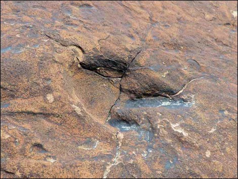 dinosaur track