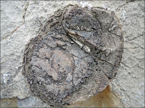 Fossil Sponges