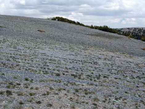 Alpine Tundra (Alpine Life Zone)