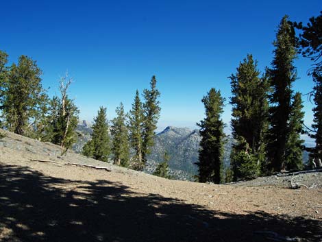 Bristlecone Pine Forest (Hudsonian Life Zone)