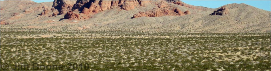 Creosote-Bursage Flats (Lower Sonoran Life Zone)