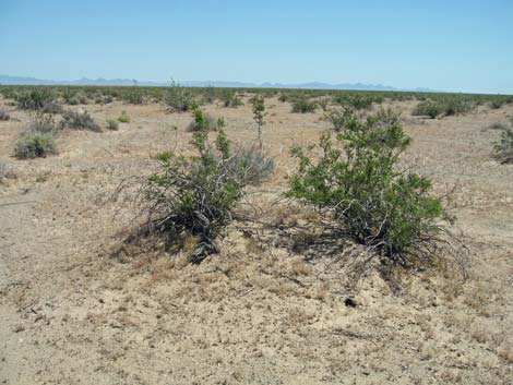 Creosote Bush (Larrea tridentata)