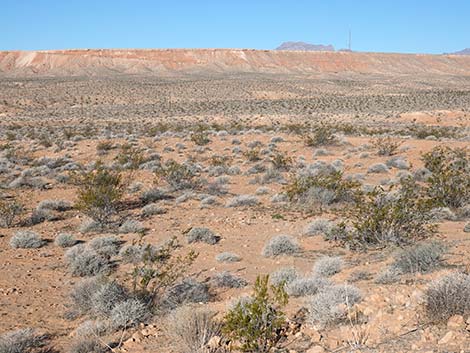 Creosote-Bursage Flats